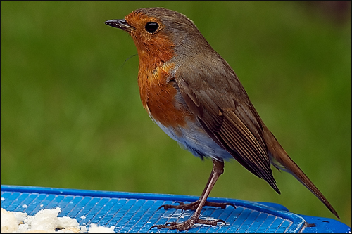 A robin in the garden